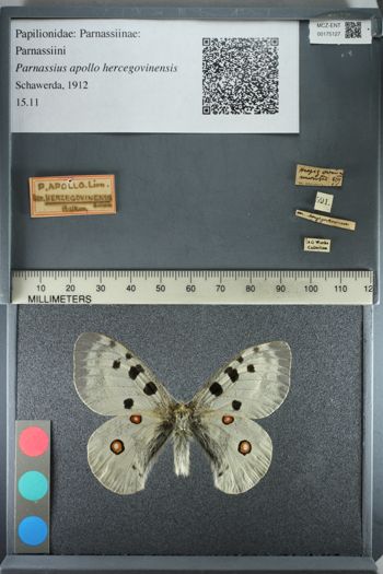 Media type: image;   Entomology 175127